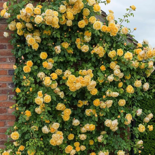 Transform Your Space into a Lush Oasis!
